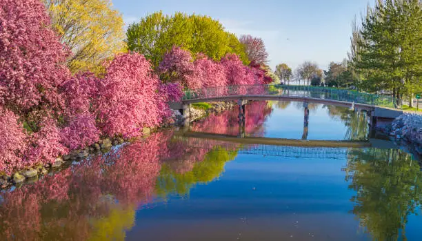 Photo of Flowering Crabapple trees reflected in river, Springtime morning.