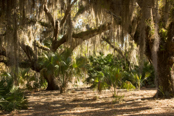 istock Spanish moss hanging from trees at Lake Kissimmee Park, Florida. 684161180