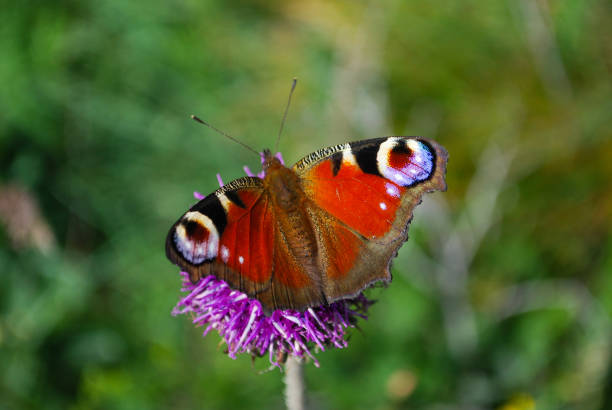 istock European Common Peacock butterfly (Aglais io, Inachis io) Collecting nectar on pink flowers. 684161584
