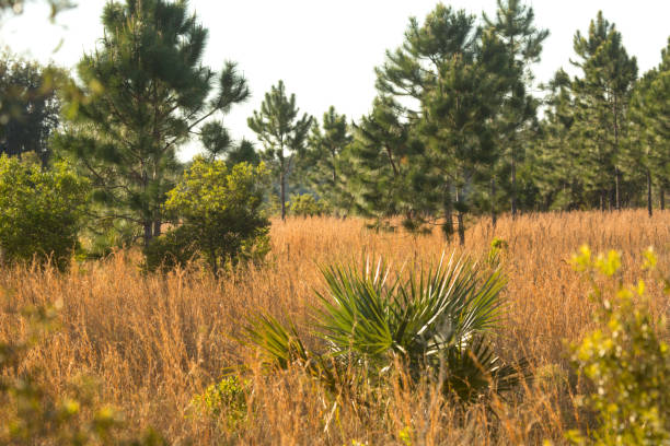 Florida scrub habitat in early springtime at Lake Kissimmee State Park in Lake Wales.
