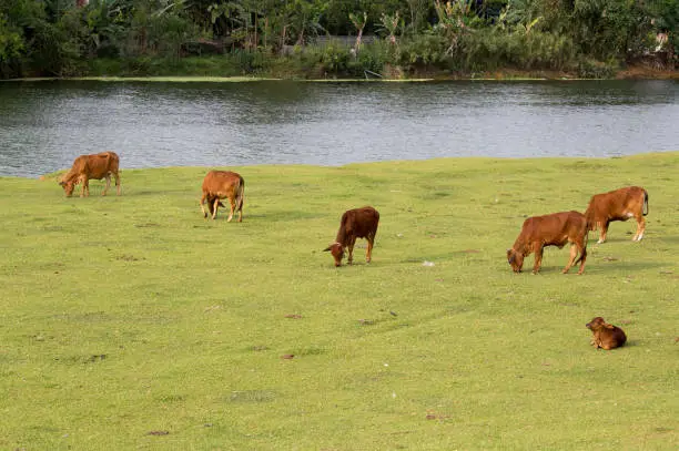 Cows are feeding themselves in a natural lawn in Ninh Binh, Vietnam. This is a way of raising livestock in a natural way that has long existed in Vietnam.