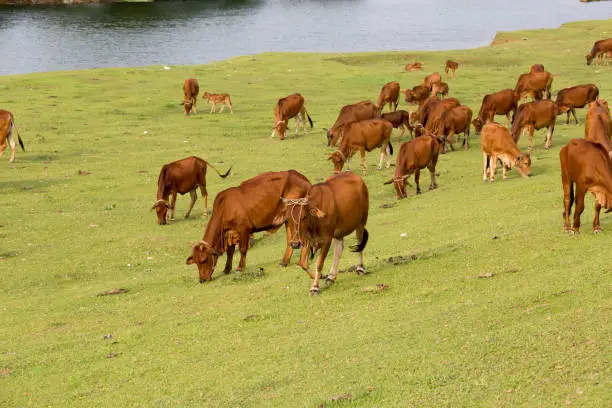 Cows are feeding themselves in a natural lawn in Ninh Binh, Vietnam. This is a way of raising livestock in a natural way that has long existed in Vietnam.