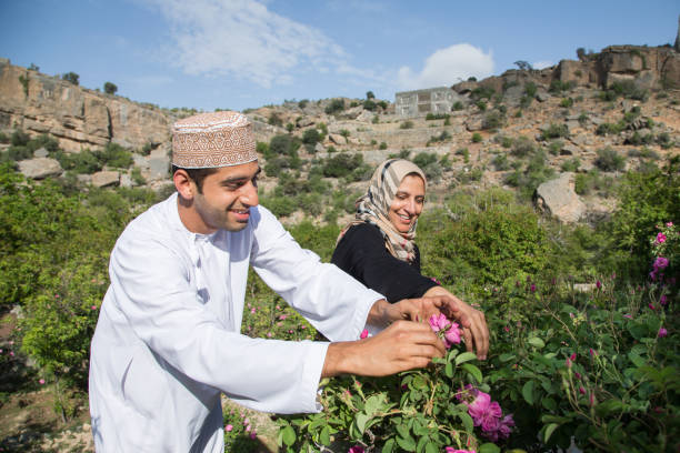 l'uomo dell'oman raccoglie petali di rosa - arabian peninsula foto e immagini stock