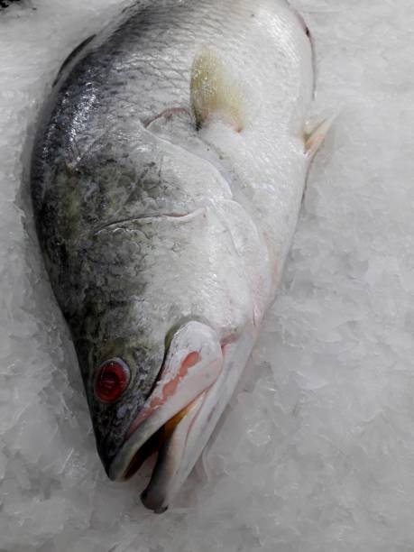 istock Fresh colorful tropical fish at the market 684168538