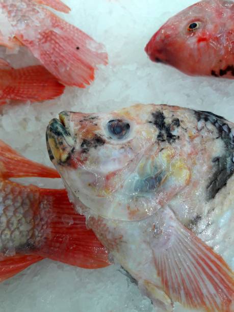 istock Fresh colorful tropical fish at the market 684168544