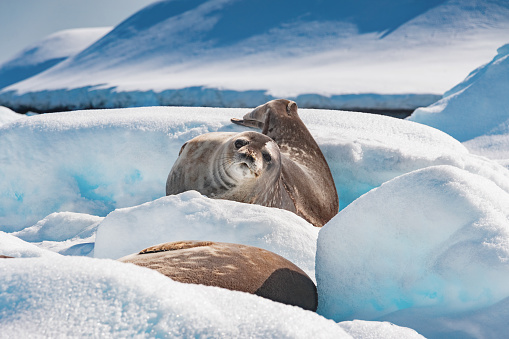 Stock photograph of two Weddell Seals lying in the snow in the Antarctic Peninsula, Antarctica.