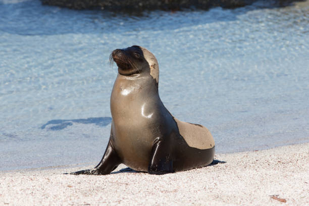 istock Galapagos sea lion 684177390