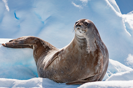 Stock photograph of a Weddell Seal lieing in the snow in the Antarctic Peninsula, Antarctica.