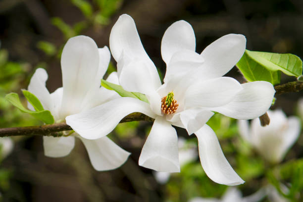 istock White magnolia flower 684195378