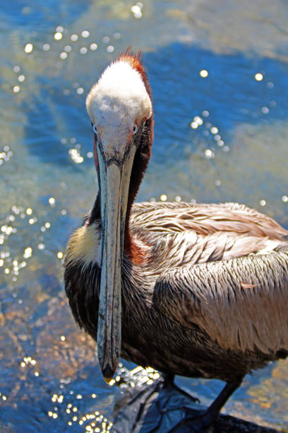 istock Pelican in Cabo San Lucas marina in Baja Mexico BCS 684200980