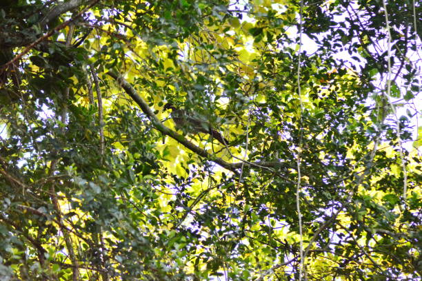 oiseaux aracuã - santa catarina lisbonne photos et images de collection