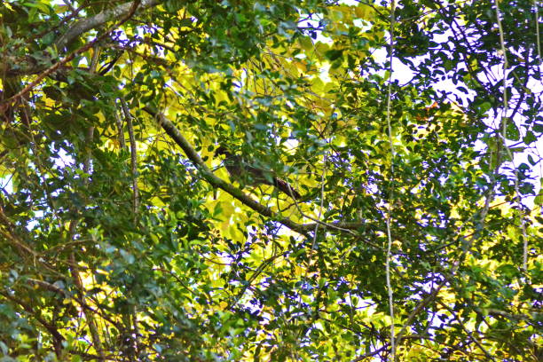 oiseaux aracuã - santa catarina lisbonne photos et images de collection