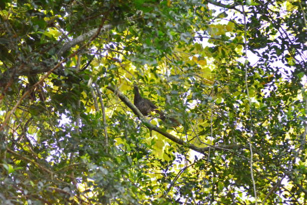 oiseaux aracuã - santa catarina lisbonne photos et images de collection