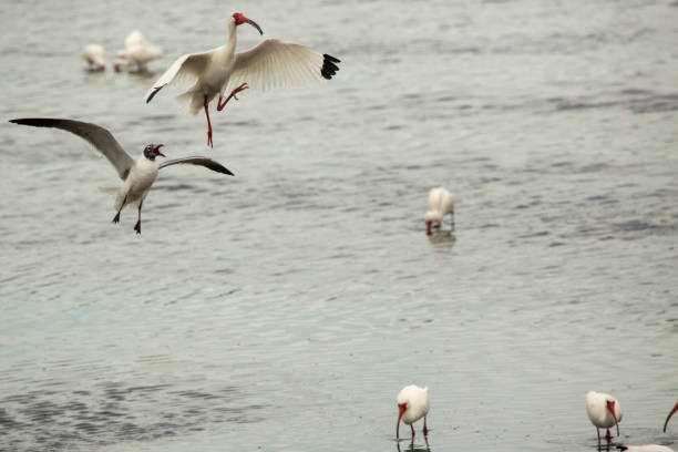 Beautiful white egret bird flying over water in chilka lake