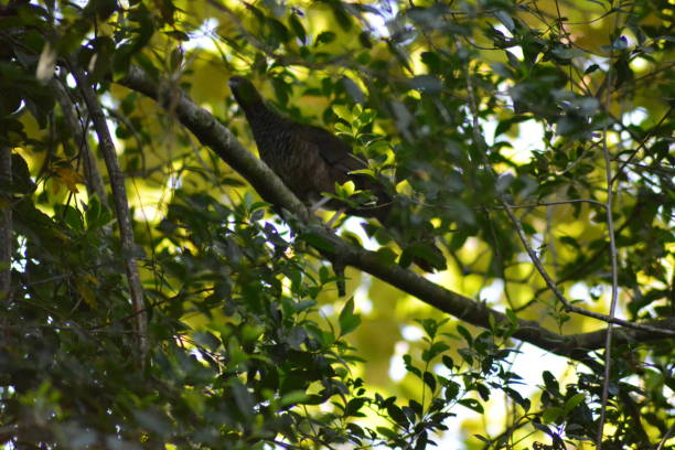 oiseaux aracuã - santa catarina lisbonne photos et images de collection