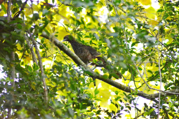 oiseaux aracuã - santa catarina lisbonne photos et images de collection