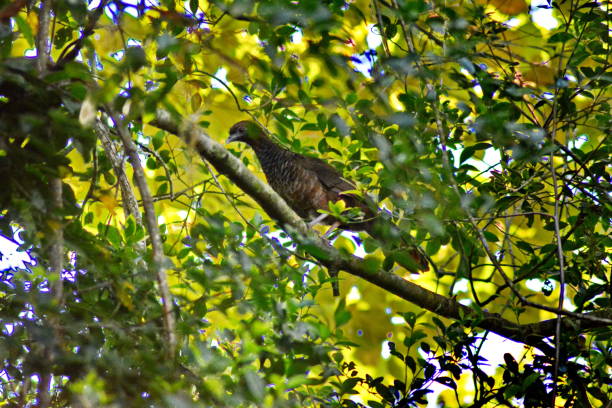 oiseaux aracuã - santa catarina lisbonne photos et images de collection