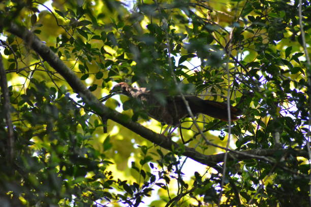 oiseaux aracuã - santa catarina lisbonne photos et images de collection