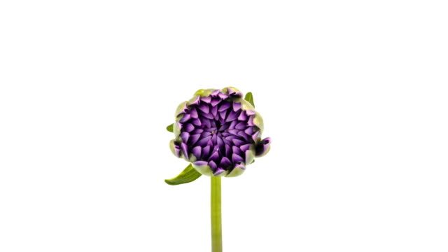 Time Lapse 4k: blooming purple dahlia with white background