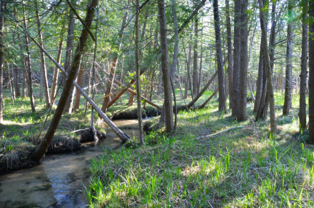 istock Meandering Throught The Cedars 684231428