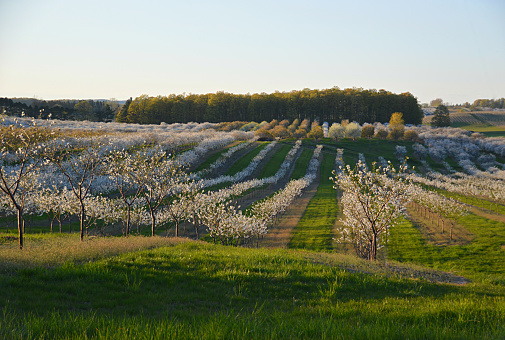 Rows of cherry orchards blooming on the hills of Leelanau County, Michigan in springtime.