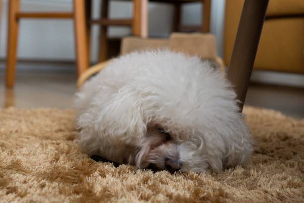 istock Small white bichon dog. Slovakia 684245504