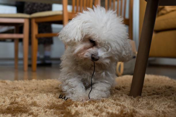 istock Small white bichon dog. Slovakia 684245544