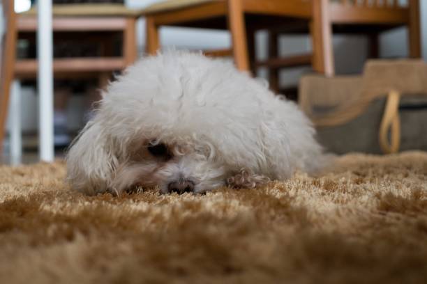 istock Small white bichon dog. Slovakia 684245566