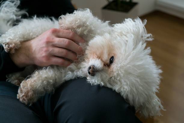 istock Small white bichon dog. Slovakia 684245596