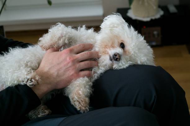 istock Small white bichon dog. Slovakia 684245602