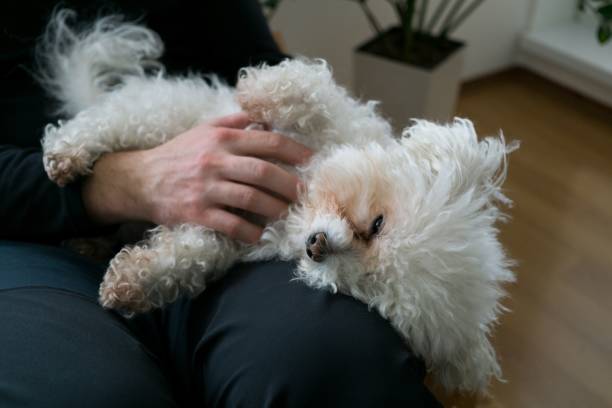 istock Small white bichon dog. Slovakia 684245610