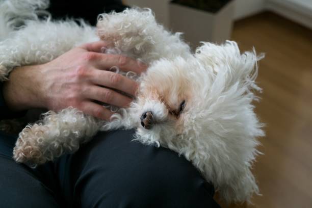 istock Small white bichon dog. Slovakia 684245618