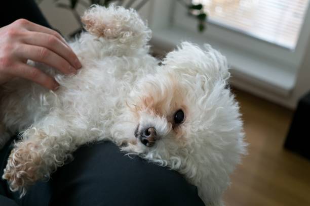 istock Small white bichon dog. Slovakia 684245624