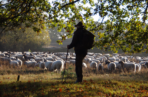 Shepherd leading his herd