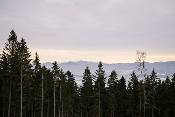 istock Nature covered in snow during winter. 684247992