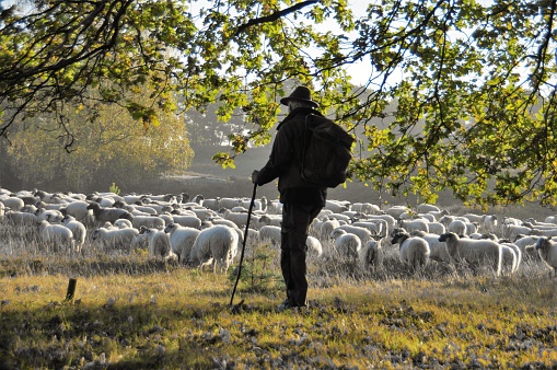 Shepherd with dog leading his herd in the early morning at sunrise