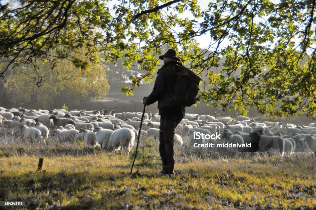 Shepherd leading his herd Shepherd with dog leading his herd in the early morning at sunrise Herder Stock Photo