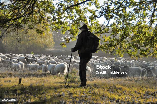 Shepherd Leading His Herd Stock Photo - Download Image Now - Herder, Walking Cane, Animal