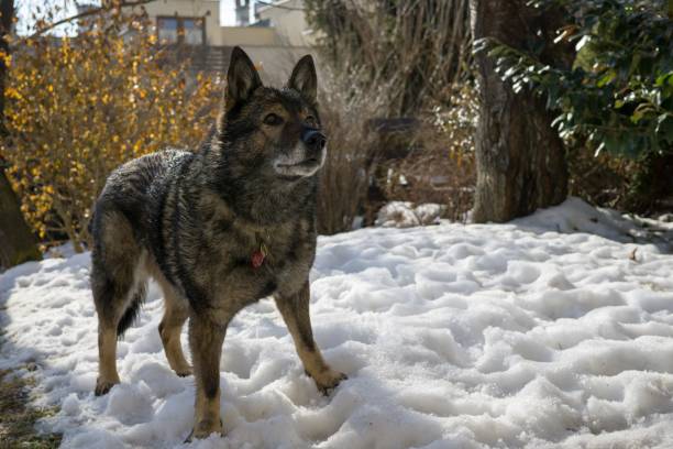 istock Dog enjoying the snow during winter. 684248280