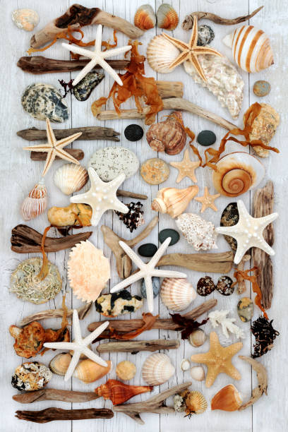 istock Seashell and Driftwood Beauty 684248406