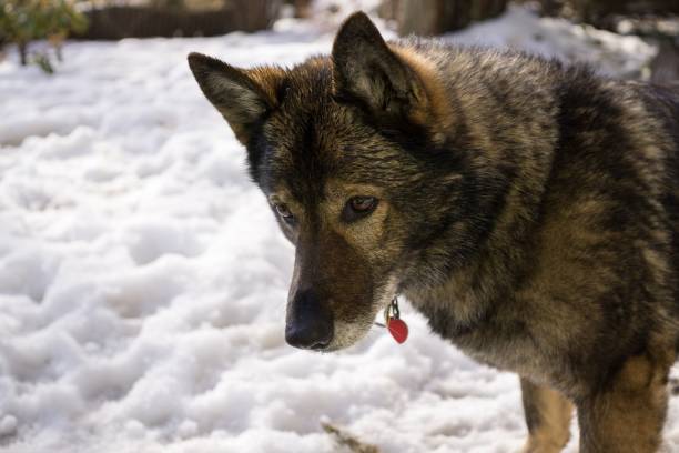 istock Dog enjoying the snow during winter. 684248408