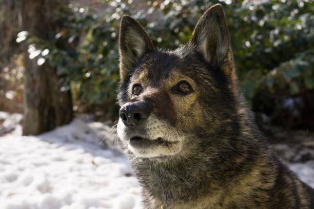 istock Dog enjoying the snow during winter. 684248454