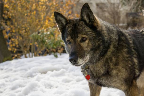 istock Dog enjoying the snow during winter. 684248460