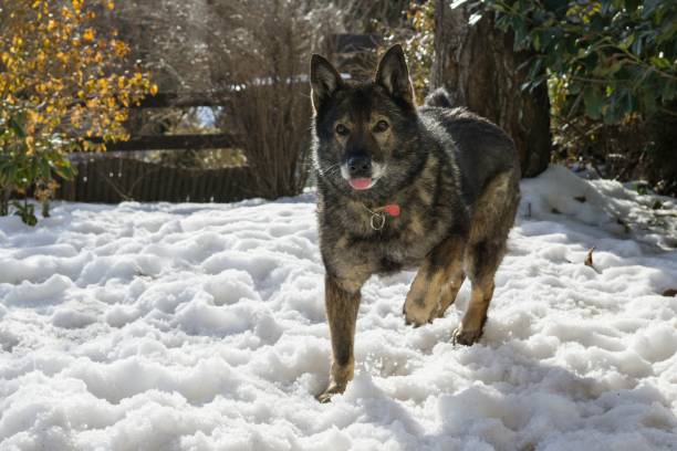 Dog enjoying the snow during winter.