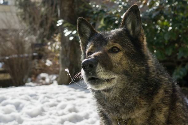 istock Dog enjoying the snow during winter. 684248538