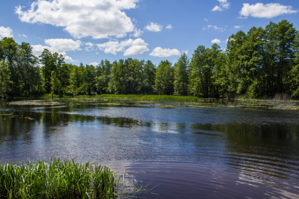 istock Russian nature, river overflows, summer birds are singing. 684253114