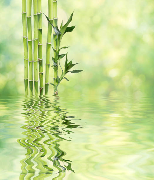 istock Lucky Bamboo on natural background reflected in a water surface with small waves 684253562