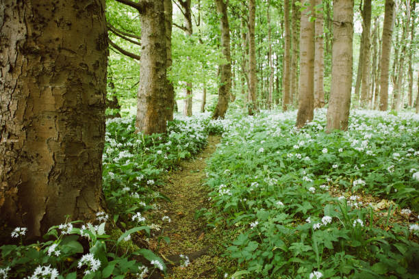 A path winding through white flowers of Ramson, or Wild Garlic, blooming in a thick bed covering the floor of a forest in central Scotland.