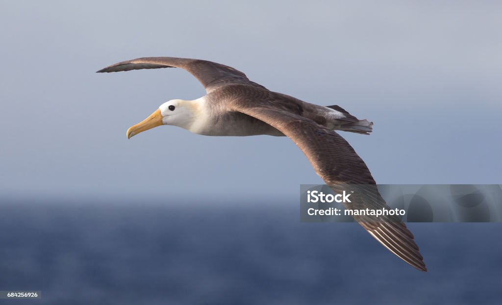 Waved albatross Flying Stock Photo