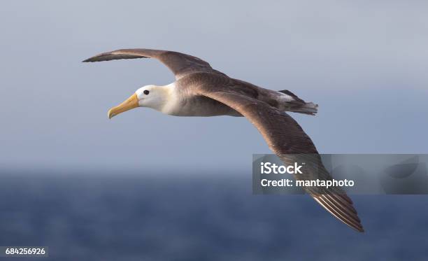 Waved Albatross Stock Photo - Download Image Now - Flying, Animal Wing, Waved Albatross